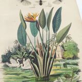 Old engraving from 1838 -Strelitzie- Zoological and botanical hand-colored plate. Original.