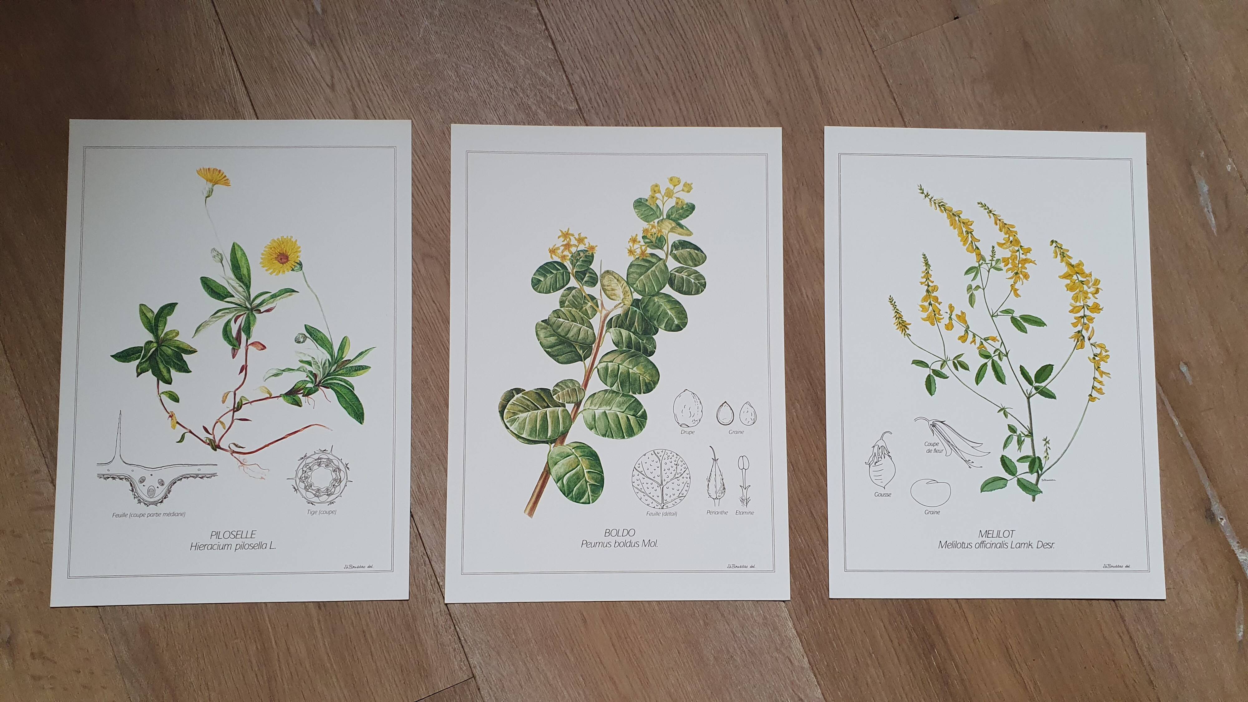 Set of 3 botanical plates "Yellow"- LPR22051B