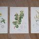 Ensemble de 3 planches botaniques "Jaune"