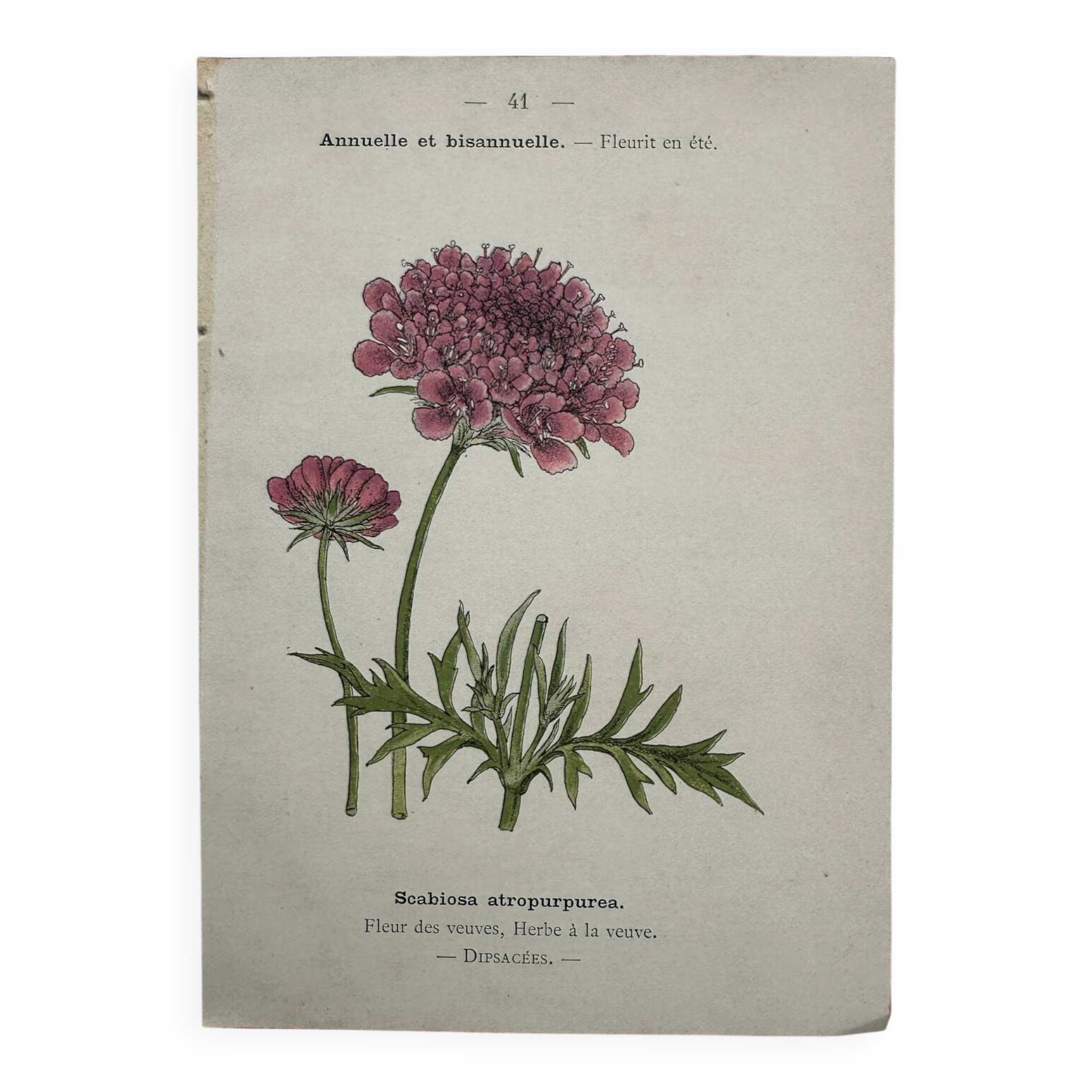 Botanical Plate 1800 Old naturalist engraving 19th century double-sided