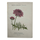 Botanical Plate 1800 Old naturalist engraving 19th century double-sided