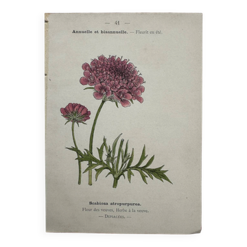 Planche Botanique 1800 Gravure naturaliste ancienne 19eme recto verso
