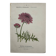 Botanical Plate 1800 Old naturalist engraving 19th century double-sided