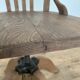 Swivel office chair Baumann 1940