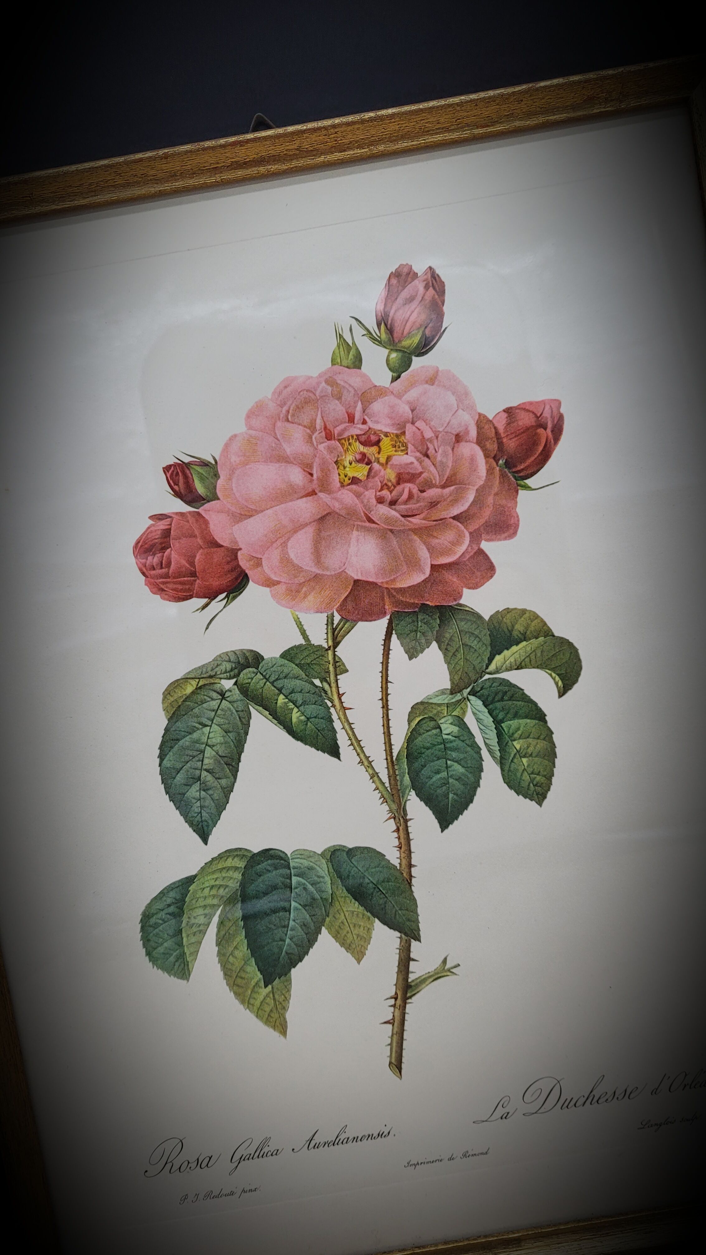 Frame lithograph Rosier Duchesse d'Orléans