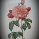 Frame lithograph Rosier Duchesse d'Orléans