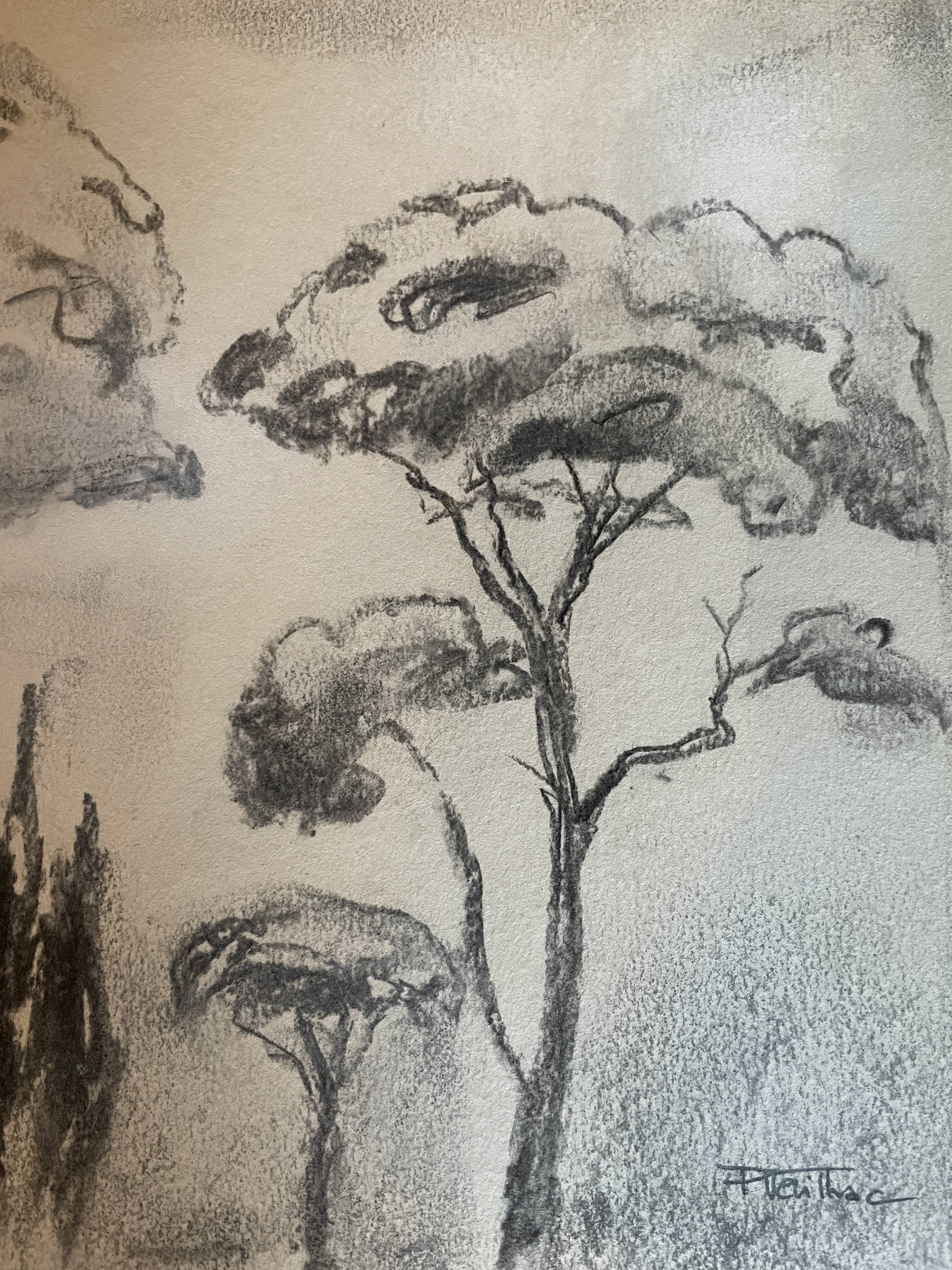 Charcoal painting signed “landscape of Provence” umbrella pines