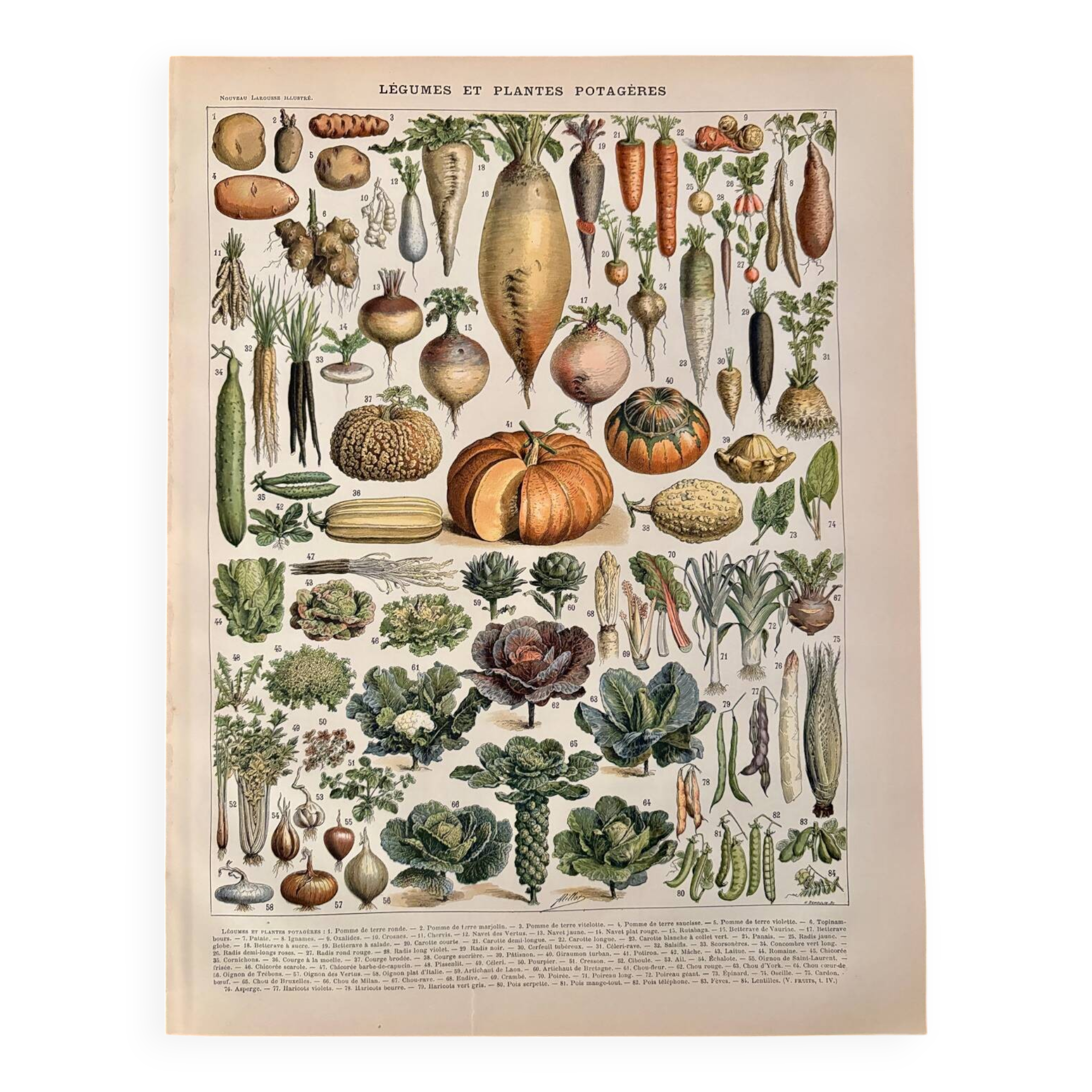 Lithograph of vegetables and vegetable plants - 1900
