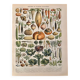 Lithograph of vegetables and vegetable plants - 1900