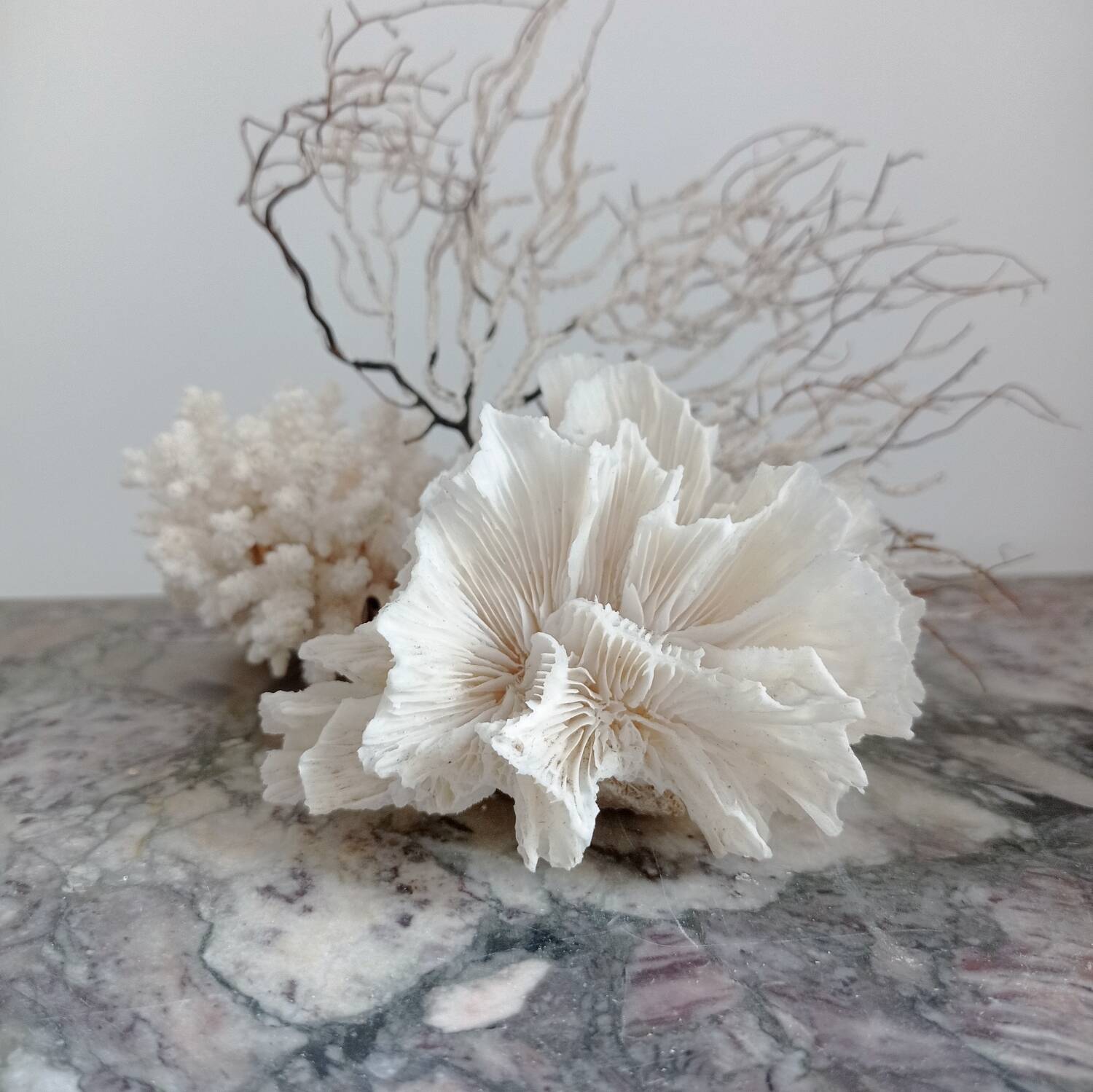 Vintage Jagged Coral