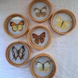 6 70's Butterflies under glass and their support