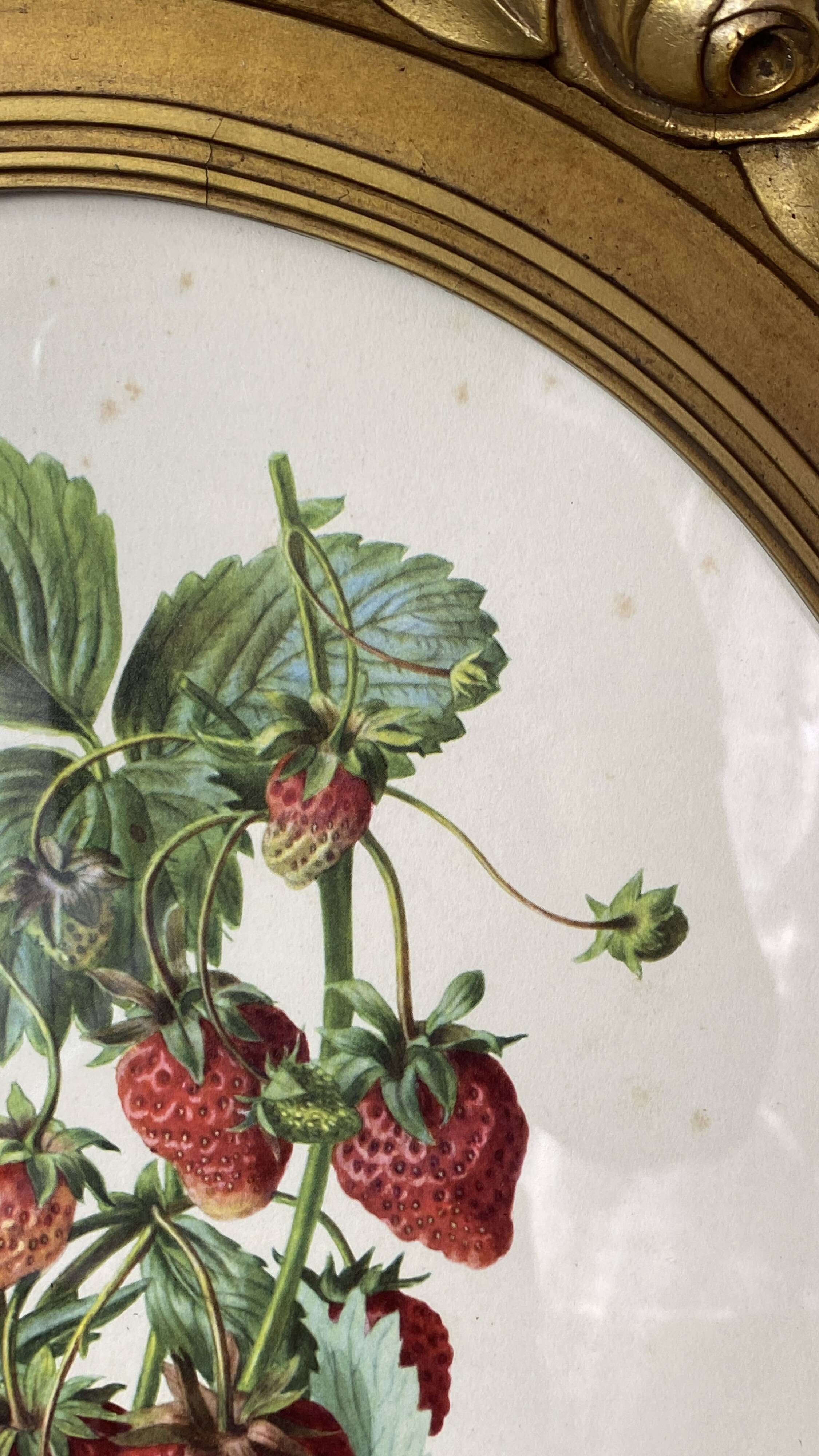 Framed botanical print of Fragaria Grandiflora