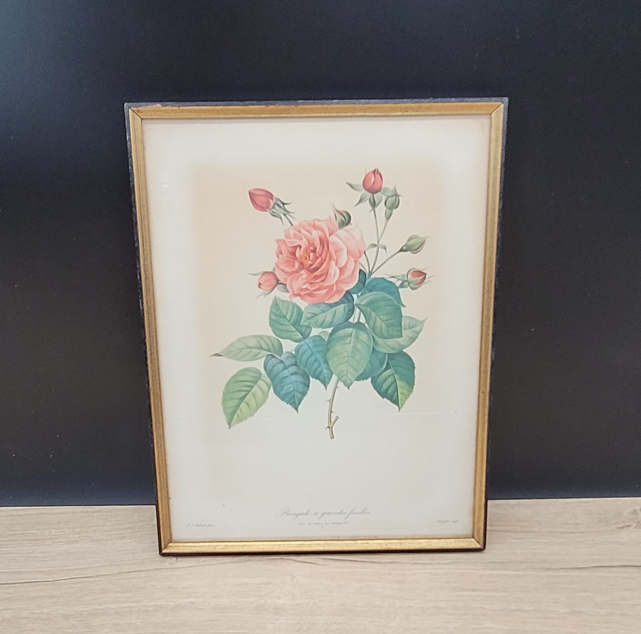 Lithograph Bengal Rose with large leaves