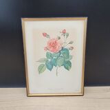 Lithograph Bengal Rose with large leaves