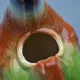 St Clément barbotine duck jug