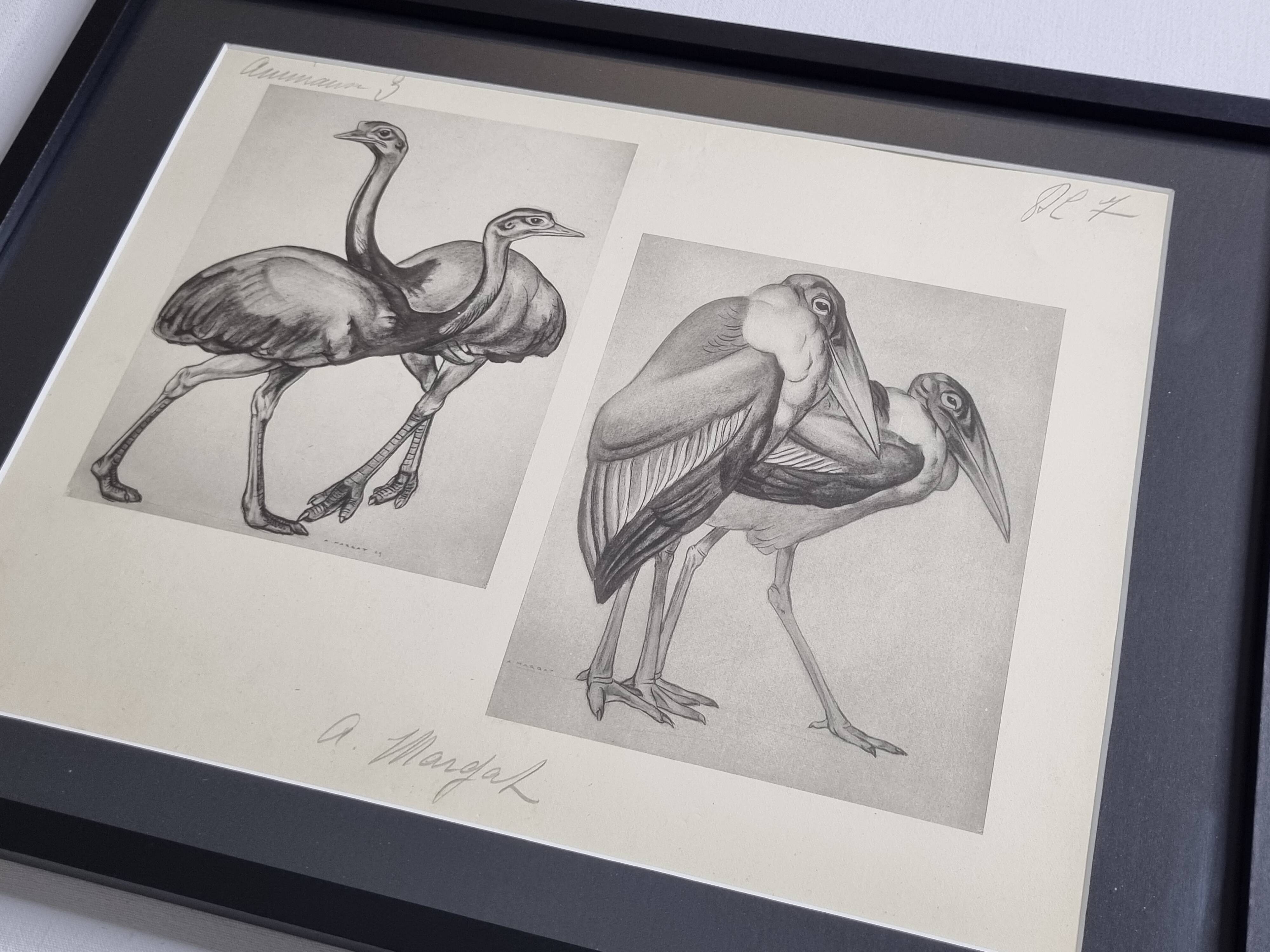 Illustrated plate, studies of ostriches and marabouts, Signed A. Margat, 1930