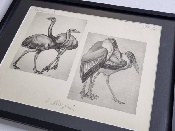 Planche illustrée, études d'autruches et marabouts, Signée A. Margat, 1930