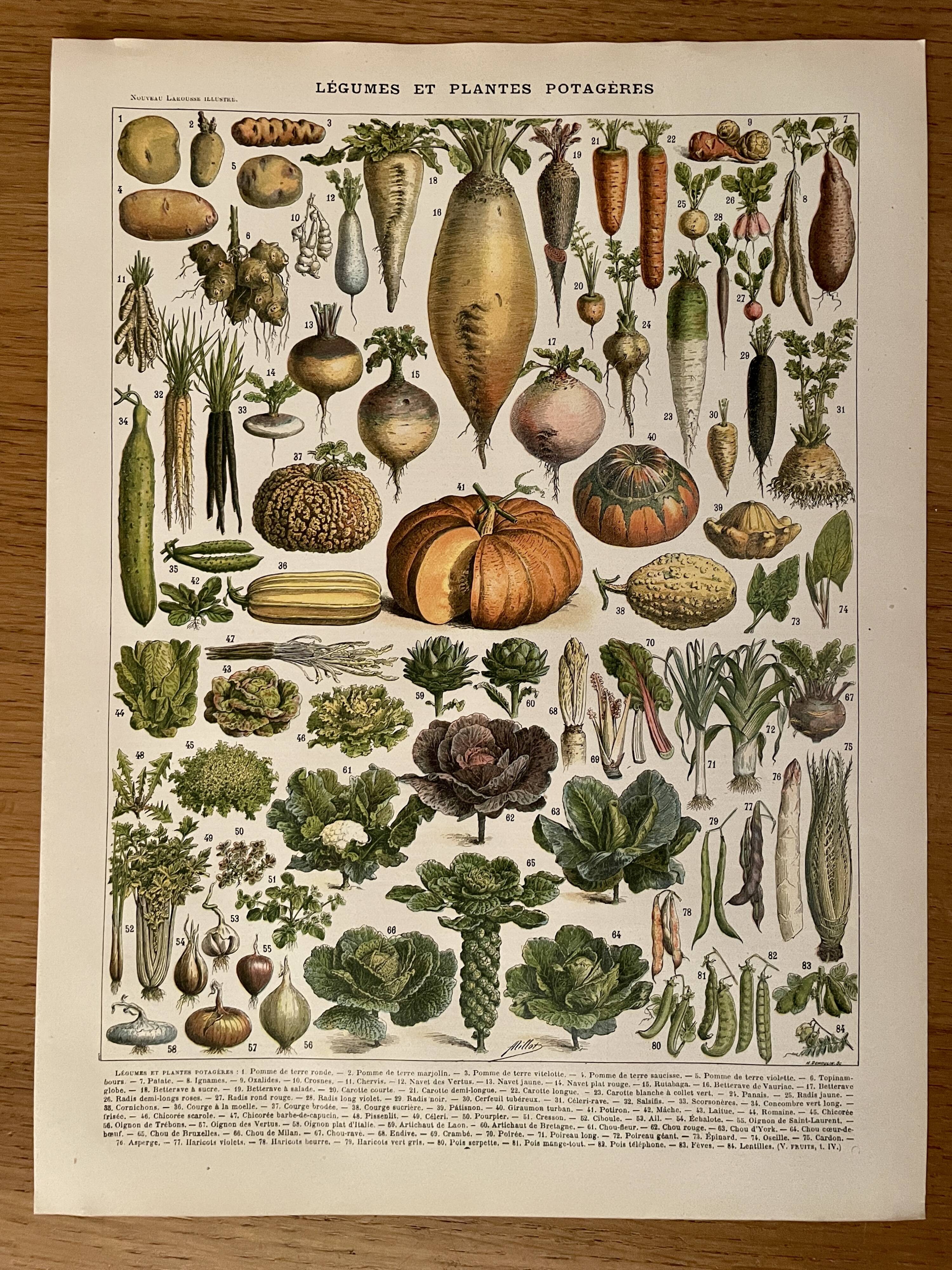 Lithograph on vegetables and vegetable plants - 1900