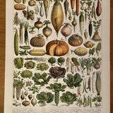 Lithograph on vegetables and vegetable plants - 1900