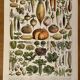 Lithograph on vegetables and vegetable plants - 1900