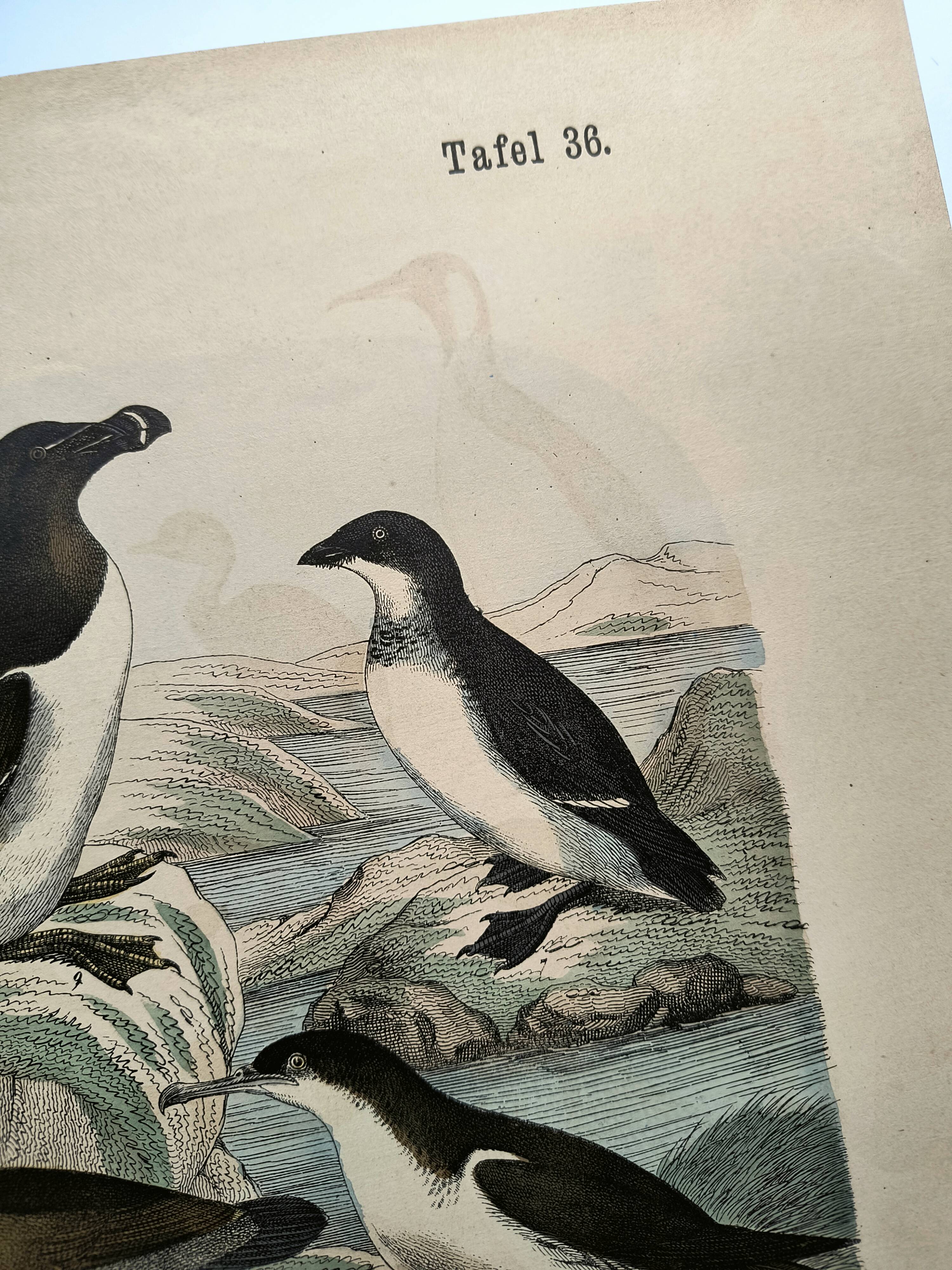Engraving from 1886. Seabirds. Antique lithograph.