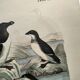 Engraving from 1886. Seabirds. Antique lithograph.