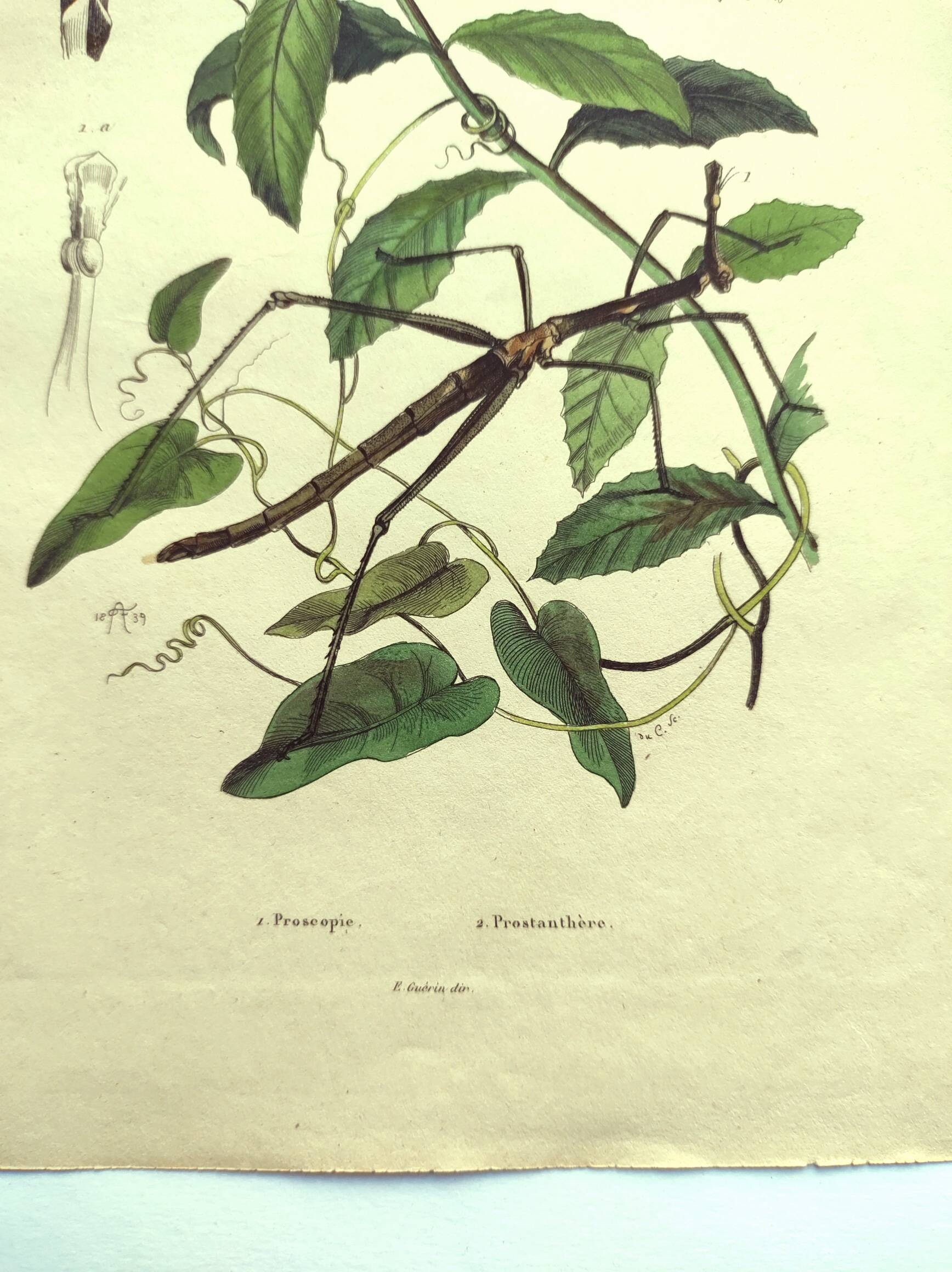 Antique engraving from 1839 - Prostenthère - Hand-colored plate