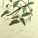 Antique engraving from 1839 - Prostenthère - Hand-colored plate