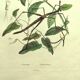 Antique engraving from 1839 - Prostenthère - Hand-colored plate