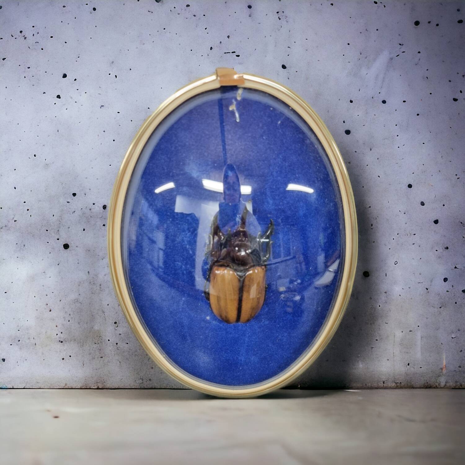 Beetle entomology box