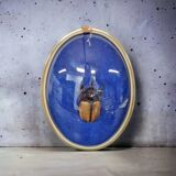 Beetle entomology box