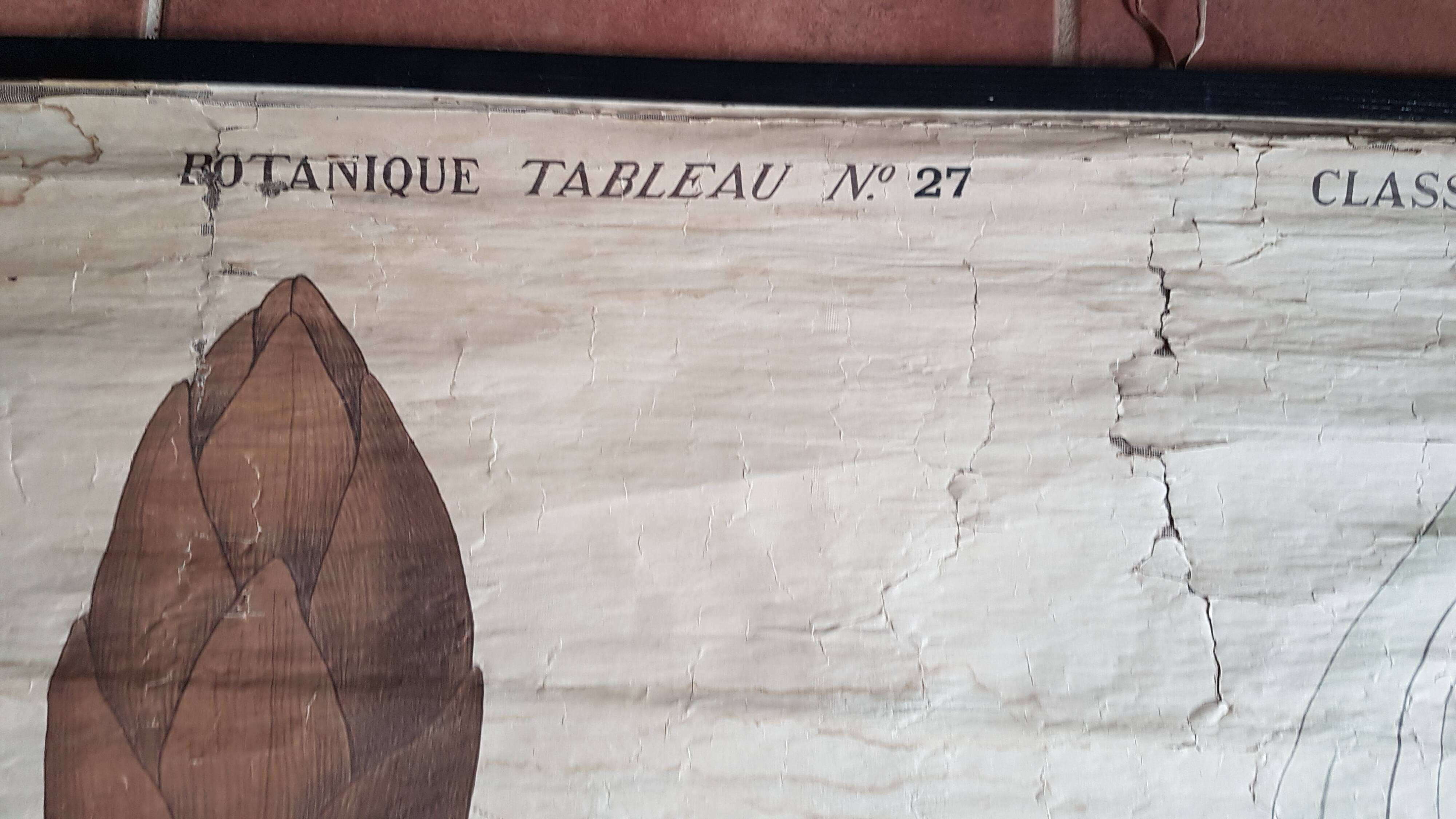 Ancienne affiche Deyrolle - les feuilles