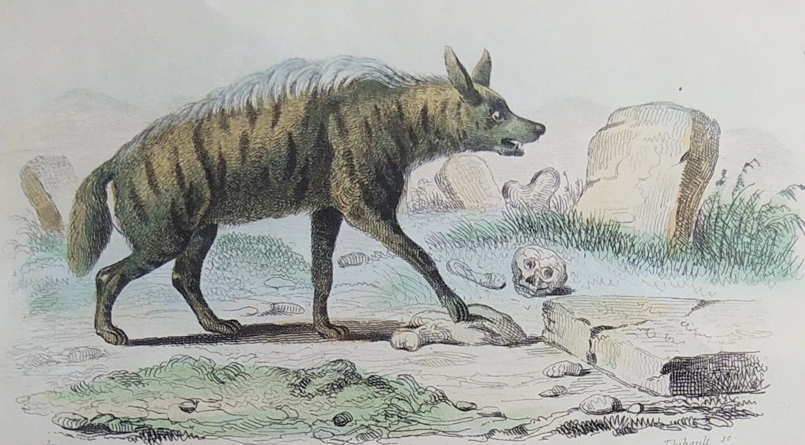 Original Zoological Board "Hyena - Otter of Canada" Buffon 1840