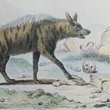 Original Zoological Board "Hyena - Otter of Canada" Buffon 1840