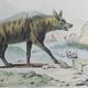 Planche zoologique originale " Hyène & Loutre du Canada " Buffon 1840