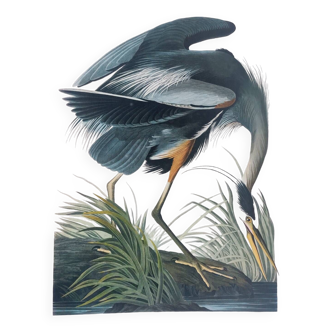 Planche oiseaux de J.J. Audubon - Grand Héron - Illustration ornithologique