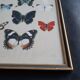 Cadre ancien papillons