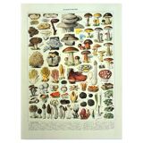Botanical engraving 1928 A. Millot - Mushrooms 2, picking, mycology