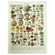 Botanical engraving 1928 A. Millot - Mushrooms 2, picking, mycology