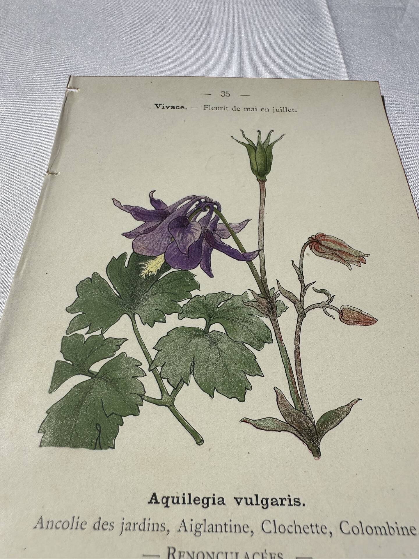 🌿 Botanical Plate Old Naturalist Engraving 19th Century Double-Sided