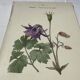 🌿 Botanical Plate Old Naturalist Engraving 19th Century Double-Sided