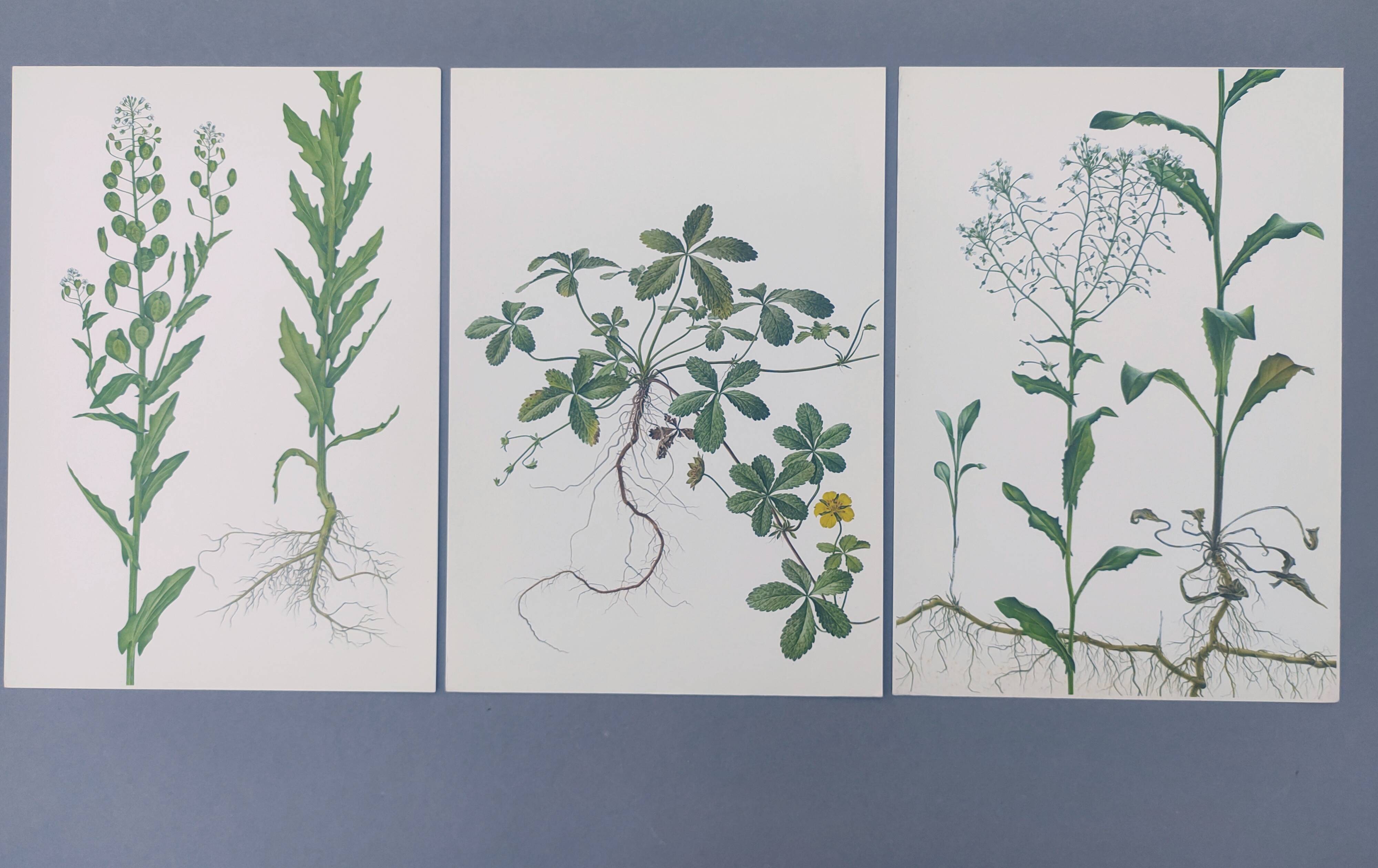 3 vintage botanical prints from 1978 - Stinkweed. Wild plant