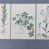 3 vintage botanical prints from 1978 - Stinkweed. Wild plant