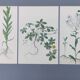 3 vintage botanical prints from 1978 - Stinkweed. Wild plant