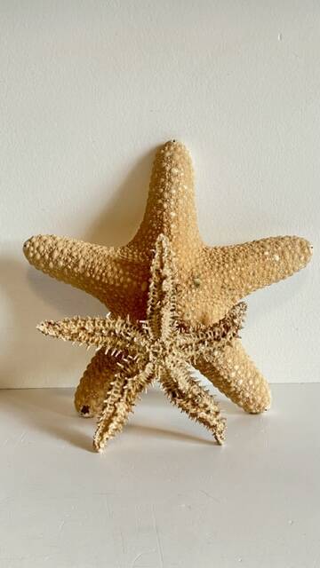 Vintage starfish