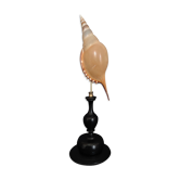 Cabinet of Curiosities shell rostellariella martinii on base