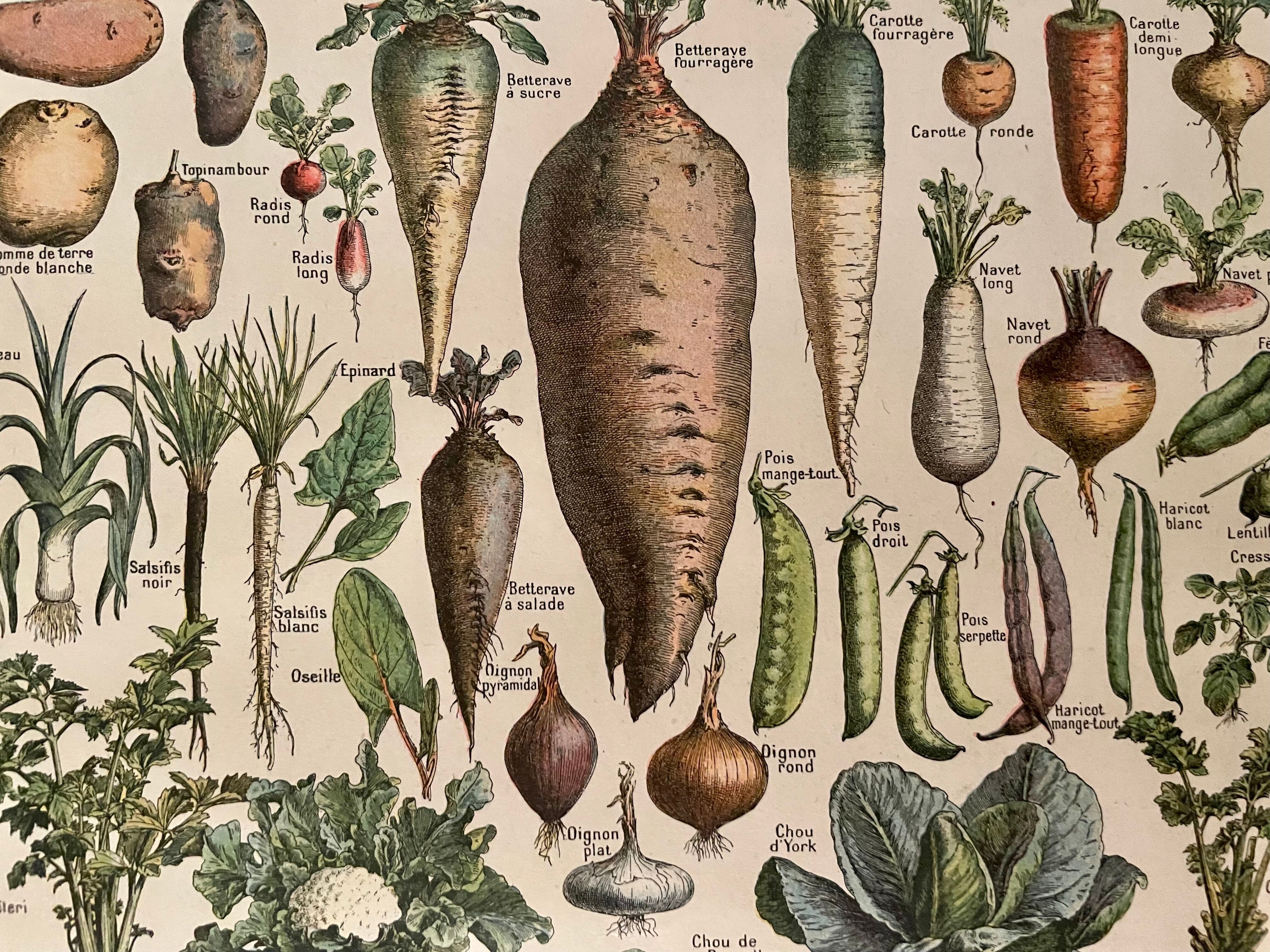 Lithographie sur les légumes et plantes potagères de 1922