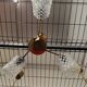 Vintage 70s chandelier with 3 clear glass globes