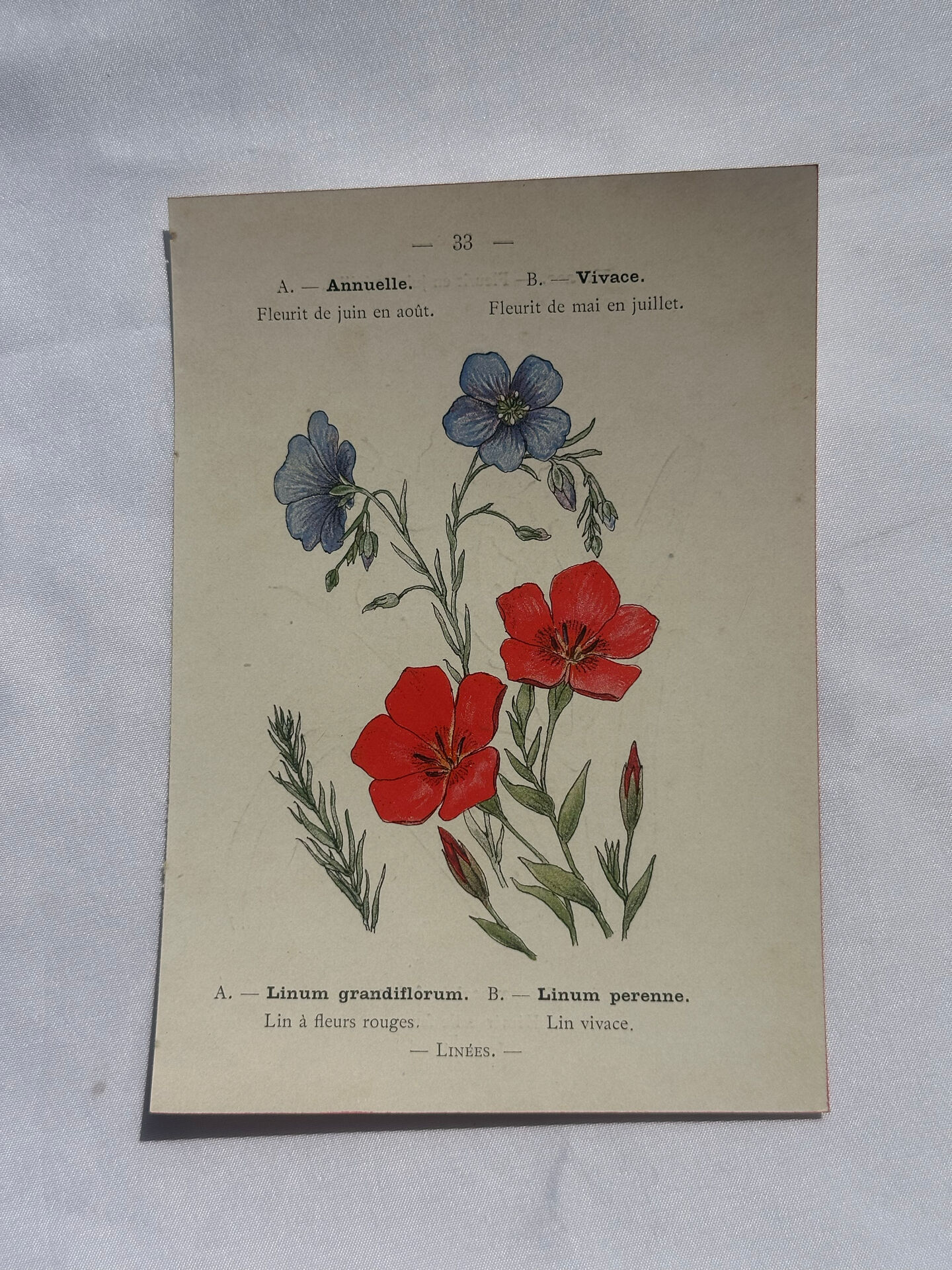 Planche botanique, gravure naturaliste, 19ème