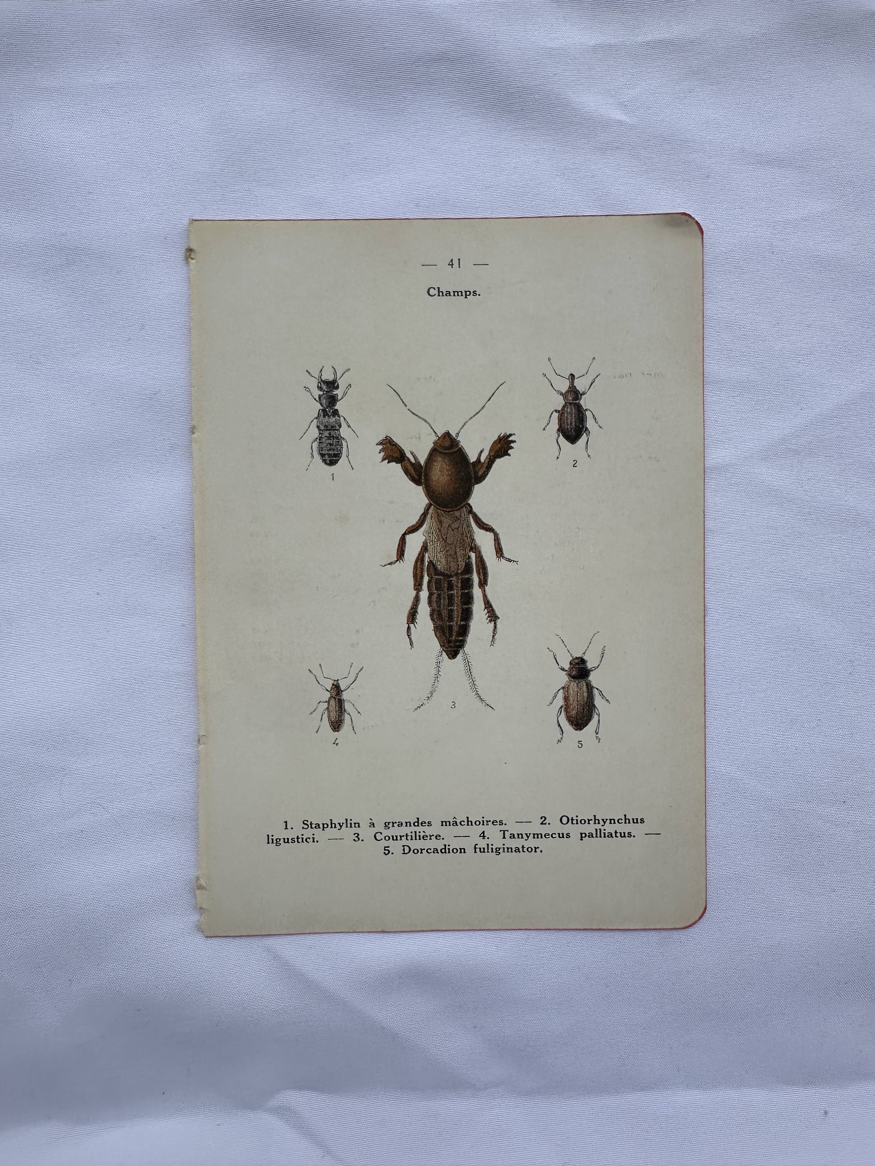 Gravure naturaliste ancienne planche botanique insecte papillon